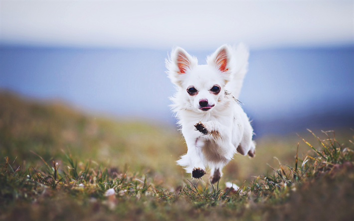 Chihuahua, chien qui court, close-up, HDR, blanc chihuahua, des animaux mignons, des animaux de compagnie, Chien Chihuahua
