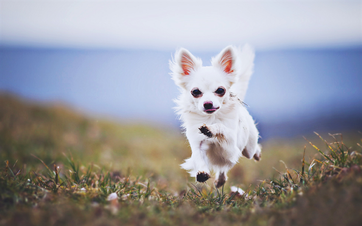 Chihuahua, k&#228;ynniss&#228; koira, l&#228;hikuva, HDR, valkoinen chihuahua, s&#246;p&#246;j&#228; el&#228;imi&#228;, lemmikit, Chihuahua Koira