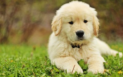 Golden Retriever, puppy, bokeh, green grass, HDR, dogs, pets, labrador, Golden Retriever Dog