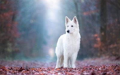 Swiss Shepherd, white puppy, autumn, red leaves, cute little dogs, pets, puppies, dogs