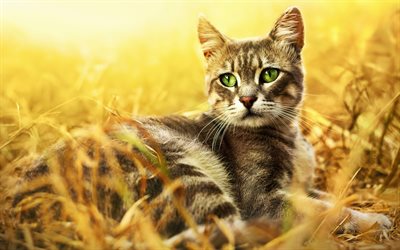 Gato Bengal, animais de estima&#231;&#227;o, olhos verdes, o gato dom&#233;stico, Prionailurus bengalensis, gato curioso, animais fofos, gatos, Bengala