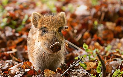 wild boar, autumn, forest, pig, small boar