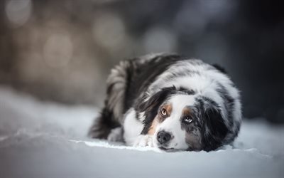 Australian Shepherd, winter, snow, white gray dog, pets, cute animals