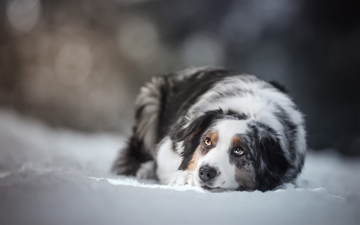Download wallpapers Australian Shepherd, winter, snow, white gray dog ...