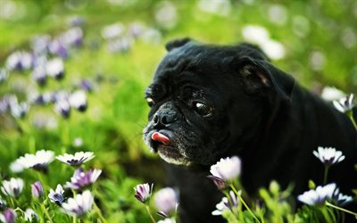 black pug, bokeh, HDR, dogs, black dog, green grass, cute animals, pets, Pug Dog