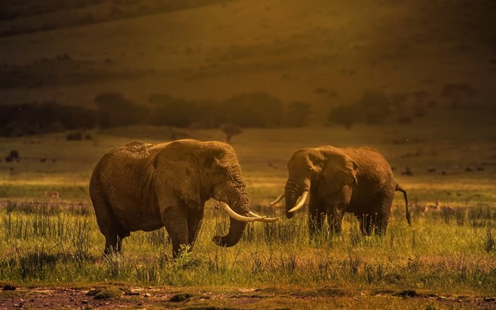 elefanter, kv&#228;ll, solnedg&#229;ng, Tanzania, f&#228;lt, bergslandskap