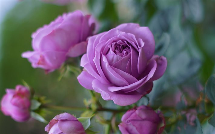 roses violettes, rosier, branche avec des roses, belles fleurs violettes, roses, fond avec des roses violettes