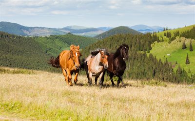 three horses, field, steppe, horses, black horse, brown horse, spotted horse, running horses