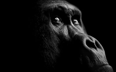 gorilla, silmät, yksivärinen, apina, gorillakasvot, mustavalkoinen