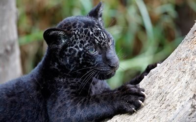 little panther, wildlife, predator, Black Panther