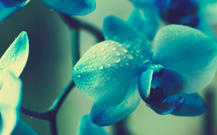 azul orqu&#237;deas, flores tropicais, ramo de orqu&#237;deas