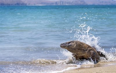 iguana, beach, sea, lizard, waves, sand