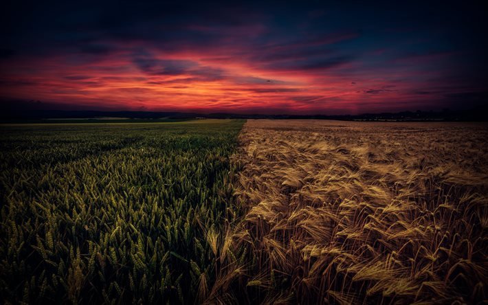 puesta de sol, el campo, el trigo, el horizonte