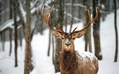 winter, forest, deer, big horn, snow