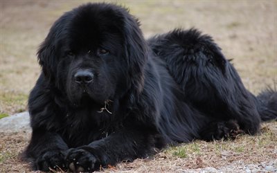 Newfoundland dog, 4k, big black dog, pets, dogs