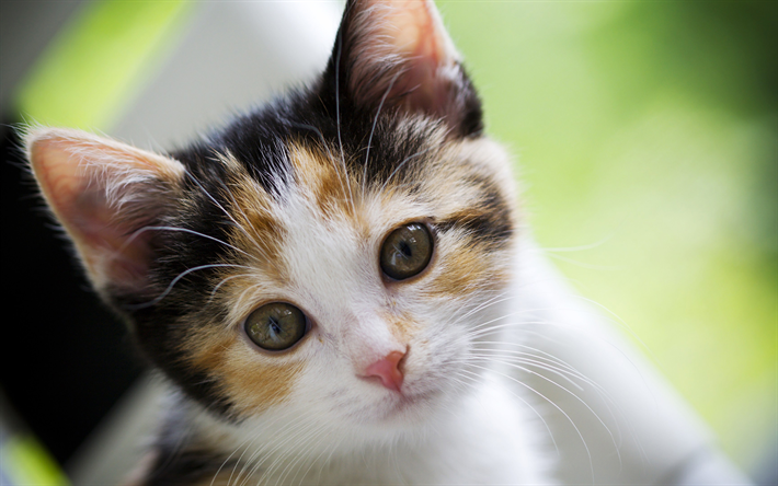 Calico Cat Wallpaper APK for Android Download