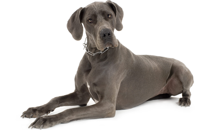 大Dane, 国内の犬, 4k, 大型グレー犬, 肖像, 犬
