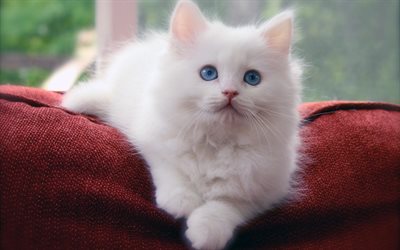 Sibirisk Katt, husdjur, kattunge, katter, vit sibirisk katt