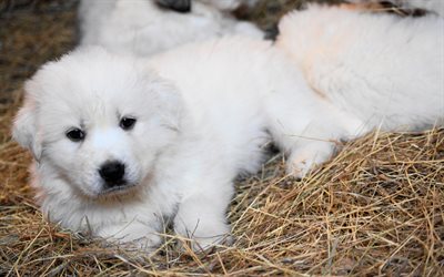 Grande Pirineus, branco pequeno cachorro, fofo c&#227;o, Montanha Dos Pirin&#233;us C&#227;o, c&#227;o branco