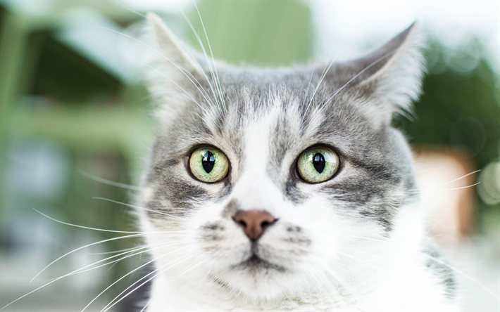 American Wirehair Gato, 4k, animais de estima&#231;&#227;o, gatos, focinho, animais fofos, American Wirehair