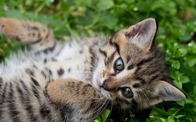 small gray kitten, cute kitten, green grass, cute animals