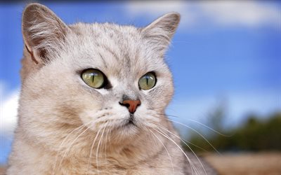 Burmilla Gato, 4k, animais de estima&#231;&#227;o, gatos, focinho, animais fofos, Burmilla