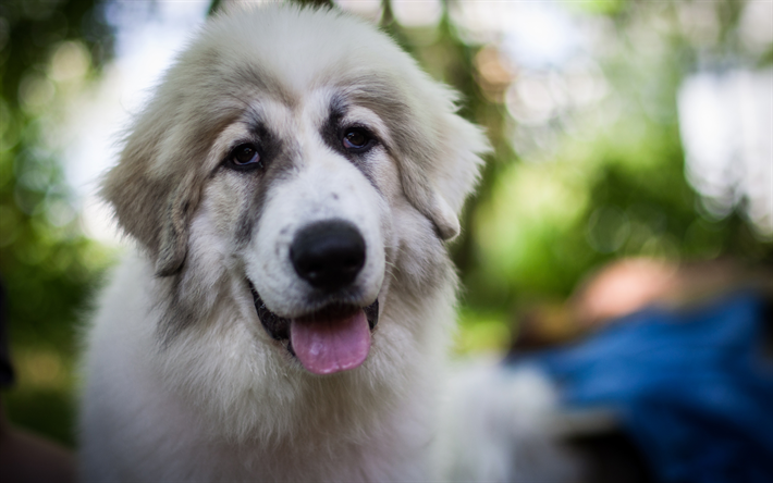 Bra Pyren&#233;erna, stor vit hund, husdjur, portr&#228;tt, 4k
