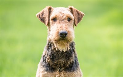 Airedale Terrier, 4k, animali domestici, animali, cani, Airedale Terrier Cane