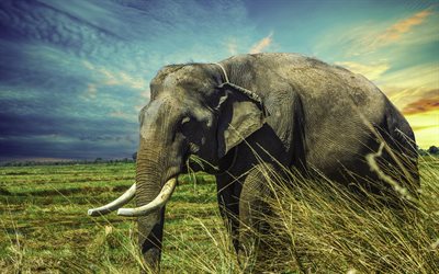 elefant, 4k, vilda djur, Thailand, elefanter, Asien