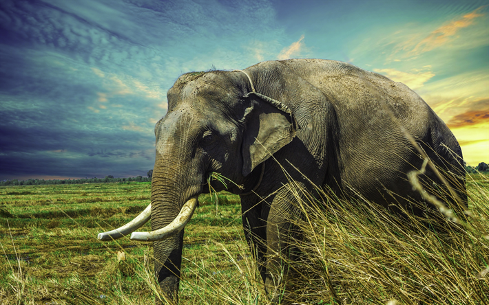 elephant, 4k, wildlife, Thailand, elephants, Asia