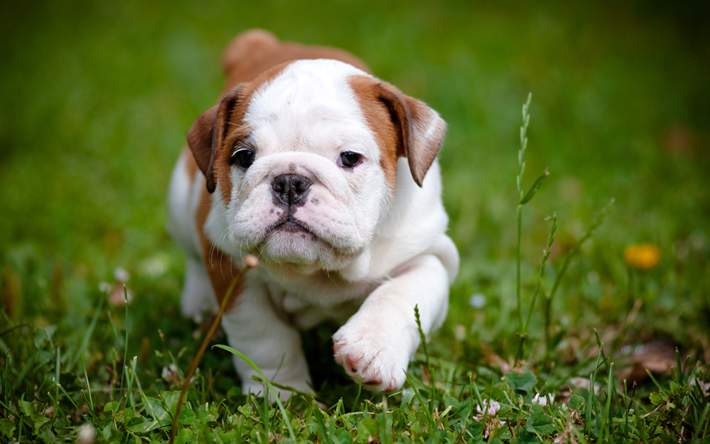 English Bulldog, small puppy, cute animals, green grass, 4k, small dog