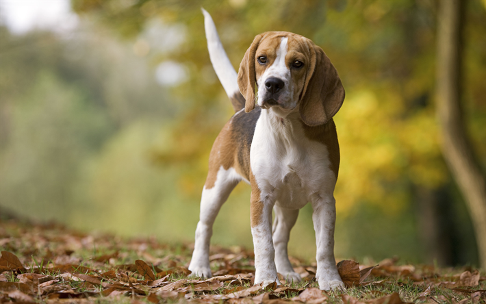 كلب صيد الثعالب الأمريكية, 4k, الكلاب, الحيوانات الأليفة, الخريف, الحيوانات لطيف, كلب صيد الثعالب الأمريكية الكلب