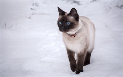 Thai cat, winter, snow, pets, cats