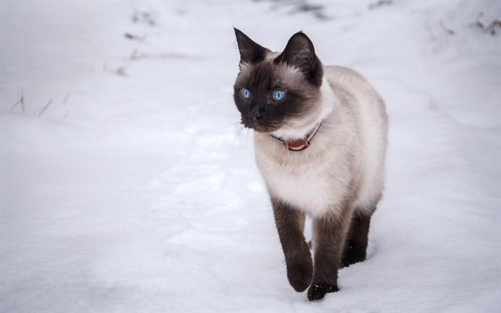 Tailand&#234;s gato, inverno, neve, animais de estima&#231;&#227;o, gatos