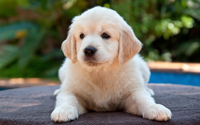 beige fluffy puppy, 4k, small dog, golden retriever puppy, labrador