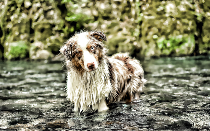 aussie in river, hdr, close-up, australian shepherd, wet dog, pets, aussie, dogs, cute animals, australian shepherd dog, aussie dog