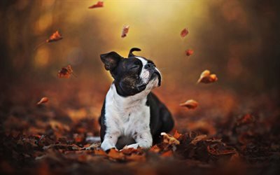 Boston Terrier, outono, bokeh, cachorros, cachorro na floresta, animais fofos, animais de estima&#231;&#227;o, Boston Terrier Um C&#227;o