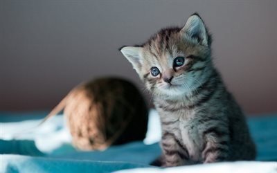 little gray kitten, american shorthair kitten, pets, small cats, cute animals