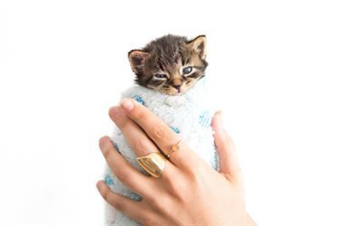 kitten in hand, small newborn cat, cute animals, pets, cats, american shorthair cat