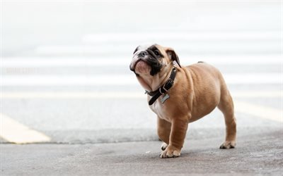 englische bulldogge, welpen, kleine lustige hund, haustiere, niedliche tiere, hunde