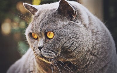 British Shorthair Cat, close-up, cat with yellow eyes, gray cat, pets, cats, domestic cat, cute animals, HDR