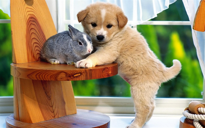 little puppy, rabbit, cute animals, friends, pets, friendship concepts, dogs