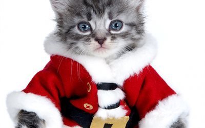 little gray kitten, cute animals, Santa costume for cat, pets, cats