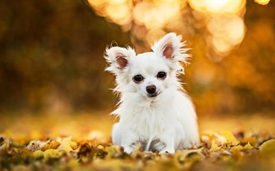 White Chihuahua, autumn, dogs, bokeh, white dog, cute animals, pets, Chihuahua Dog