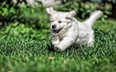 running labrador, puppy, HDR, bokeh, retriever, pets, lawn, cute animals, running dog, labradors, golden retriever