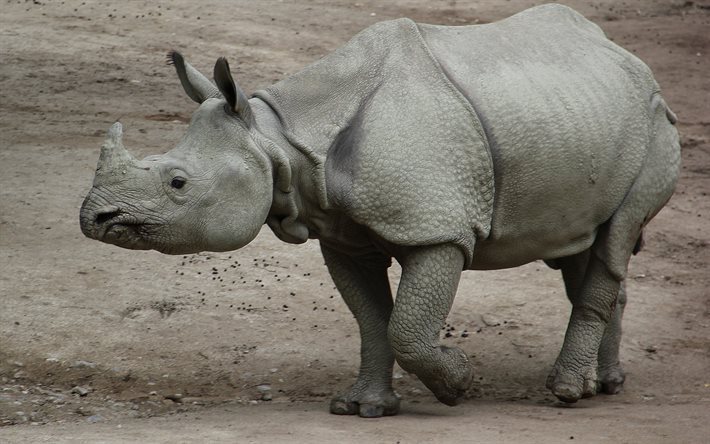 Indian rhinoceros, Asian rhinoceros, a vida selvagem, &#193;sia, Rhinoceros