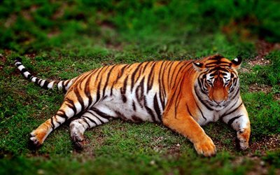 Amur tiger, predator, tiger, green grass, wildlife