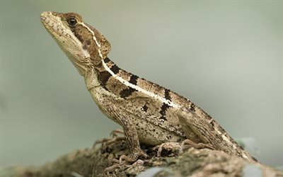 Basiliscus, lizard, reptile, branch