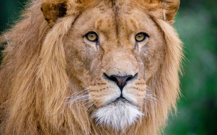 le lion, le museau, les pr&#233;dateurs, roi des animaux, de la faune, Panthera leo