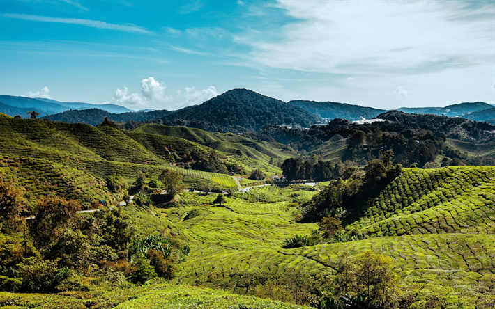 4k, Cameron Highlands, kullar, teplantager, &#228;ng, sommar, Malaysia, Asien